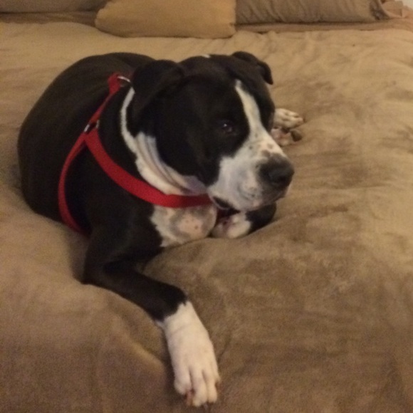 Meet your Posher, Barbi - Picture 1 of 1